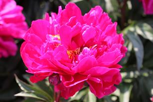 Paeonia Karl Rosenfield